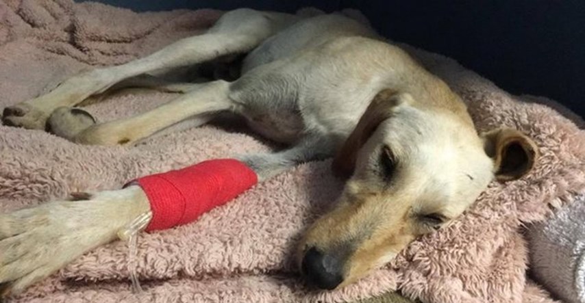 Ostavili su ranjenog psa u telefonskoj govornici koja je bila toliko mala da nije mogao ni leći