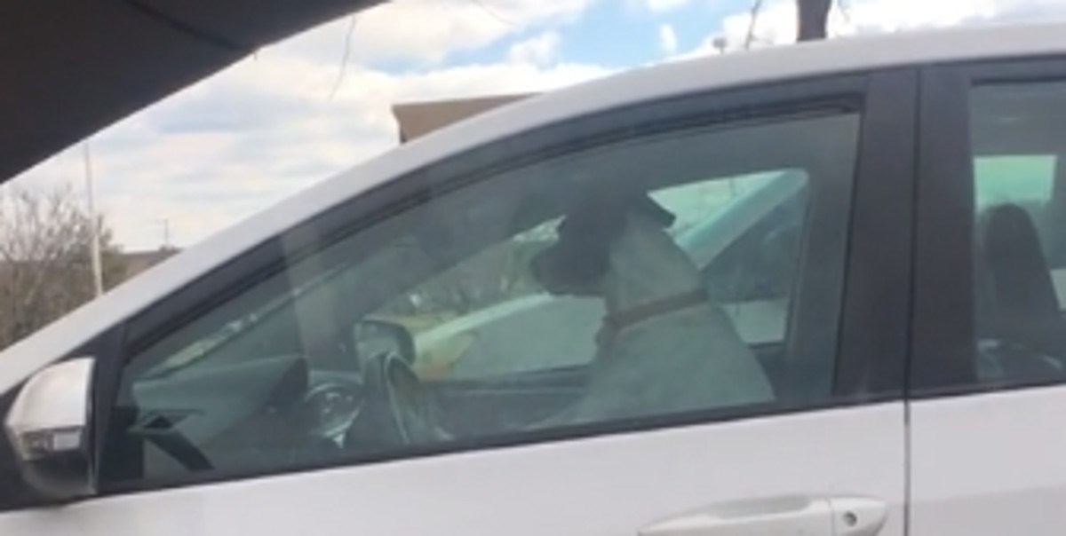 VIDEO Dokaz da psima nedostajemo čak i kada ih ostavimo same na nekoliko minuta