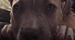 VIDEO Pospano štene ne želi ići na spavanje i proživljava borbu s umorom