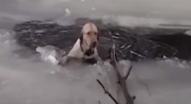 VIDEO Pas se utapao u ledenom jezeru i cvileći dozivao pomoć