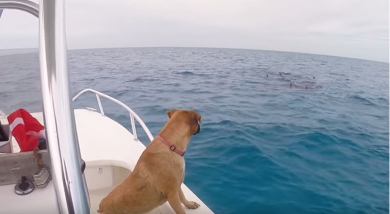 VIDEO Oduševljena kujica prvi put ugledala je dupine i odlučila im se pridružiti u moru