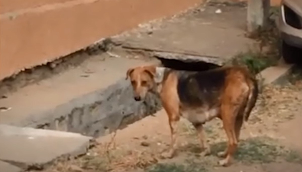 VIDEO Kujica nije mogla pronaći svoje štence, no ovi su joj ljudi odlučili pomoći