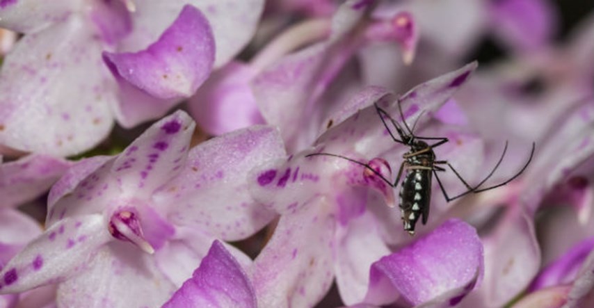 Vaš ljetni spas: Biljke koje prirodno tjeraju komarce
