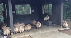 Što je slađe od kapibare koja se skriva od kiše?