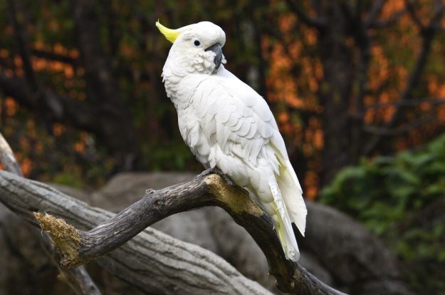 U Indoneziji ulovljeni krijumčari životinja: 24 ugrožena kakadua stavili u plastične boce