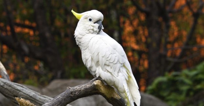U Indoneziji ulovljeni krijumčari životinja: 24 ugrožena kakadua stavili u plastične boce
