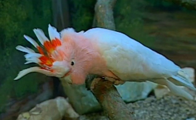 VIDEO U 84. godini u ZOO-u uginula najstarija papiga na svijetu