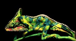 Ne, ovo nije kameleon nego oslikana tijela dviju umjetnica i majstorska iluzija pokreta