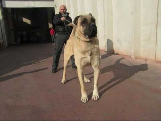 Tražite psa čuvara? S kangalom ne možte pogriješiti! Ipak, to nije pas za svakoga