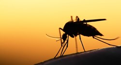 Znanstvenici: Komarci pamte kad ih pokušamo otjerati