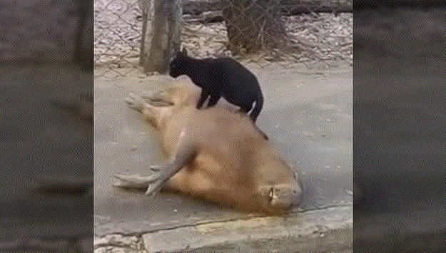 VIDEO Na prvi pogled neobičan par, ali ova kapibara obožava mačku - i to crnu!