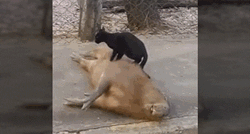 VIDEO Na prvi pogled neobičan par, ali ova kapibara obožava mačku - i to crnu!
