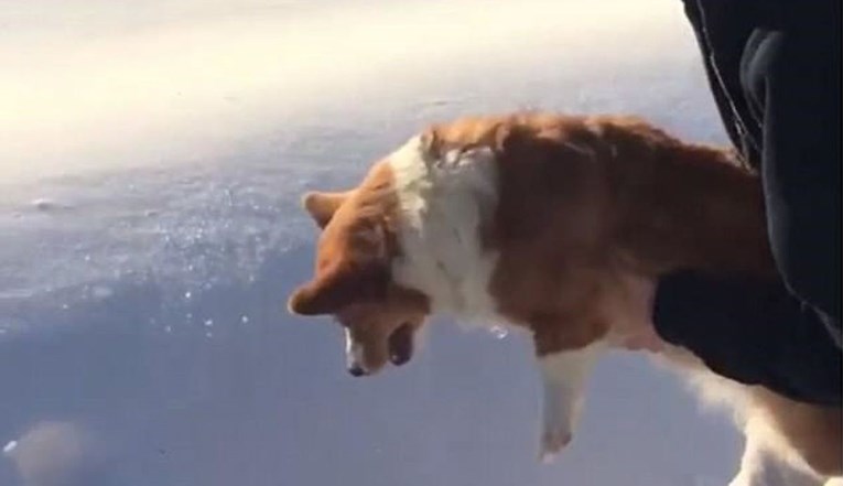 Snimka koja je ostavila ljude u nevjerici: Čini se da je netko bacio psa iz aviona, a onda...