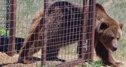 VIDEO Ostavili su životinje u zoo vrtu same da umru od gladi