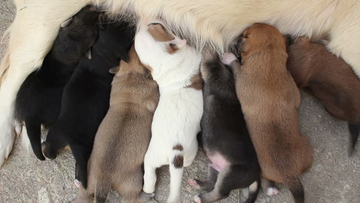 VIDEO Čovjek je pronašao kujicu koja se okotila u bari i spasio je život njezinim štencima
