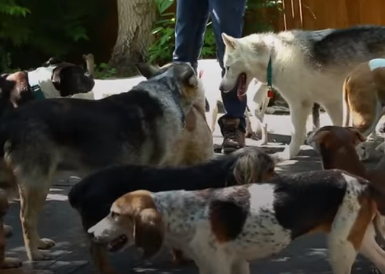 Muž i žena odrekli su se svog starog života kako bi mogli pomagati odbačenim psima