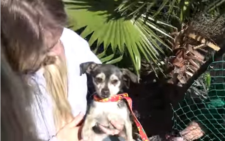 Pokušali su uhvatiti psića mrežom kako bi mu spasili život, a njegova reakcija potpuno ih je iznenadila!