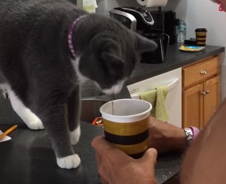 VIDEO Ova maca ne želi svom vlasniku dopustiti da popije kavu jer ima bolje planove za njega