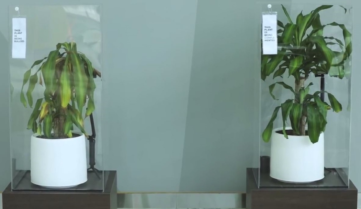 Djeci su rekli da zlostavljaju biljku 30 dana, nitko ne može vjerovati što se dogodilo