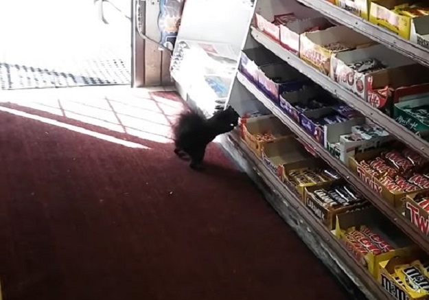 VIDEO Krali mu čokoladice pa snimio lopova, jako se iznenadio