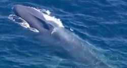 Upravo traje borba za život velikog plavog kita koji se upleo u najlonsku nit - nema još mnogo vremena