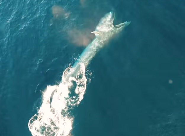 Kažu da se ovo rijetko viđa: Dronom snimili hranjenje kita!