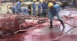 Objavljen je broj kitova ubijenih u prošlom stoljeću