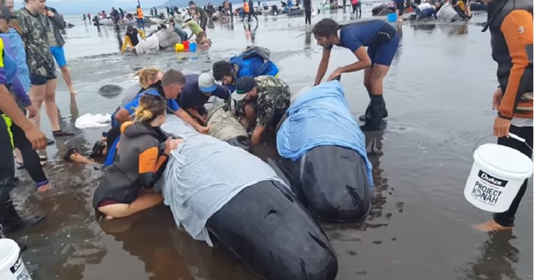 TUŽNI PRIZORI Na Novom Zelandu nasukale se stotine kitova, 250 do 300 već ih je uginulo!