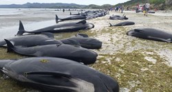 Nasukani kitovi na novozelandskoj plaži spašeni zahvaljujući plimi