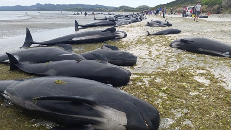 Nasukani kitovi na novozelandskoj plaži spašeni zahvaljujući plimi