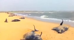 Pomor kitova u Indiji: Na desetke životinja nasukalo se na obali i uginulo u mukama