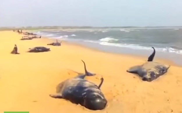 Pomor kitova u Indiji: Na desetke životinja nasukalo se na obali i uginulo u mukama