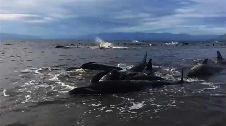 BITKA ZA ŽIVOT Pomor stotine kitova nakon nasukavanja, volonteri pokušavaju spasiti preživjele