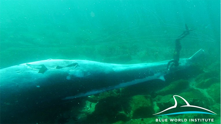 Kod Lošinja nađen uginuli veliki kit, radi se o mladoj ženki dugoj skoro 12 metara