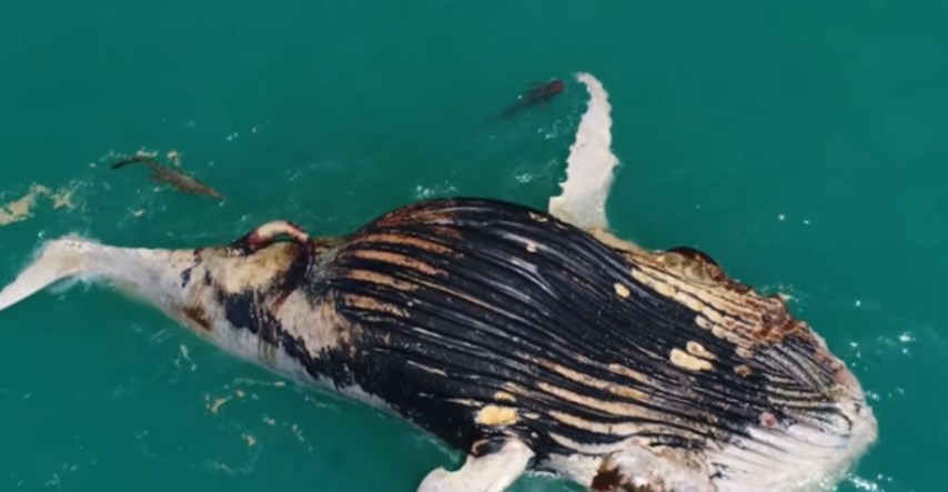 VIDEO Pogledajte rijetku snimku na kojoj morski pas i krokodil dijele obrok