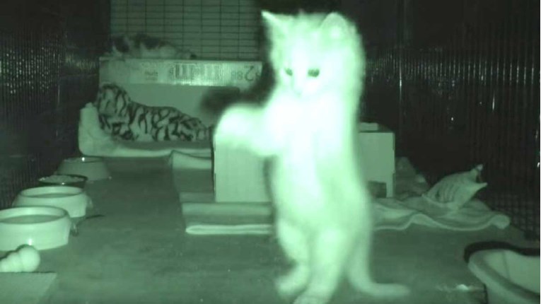 VIDEO Zanimalo ga je što mačići rade preko noći pa je postavio kameru