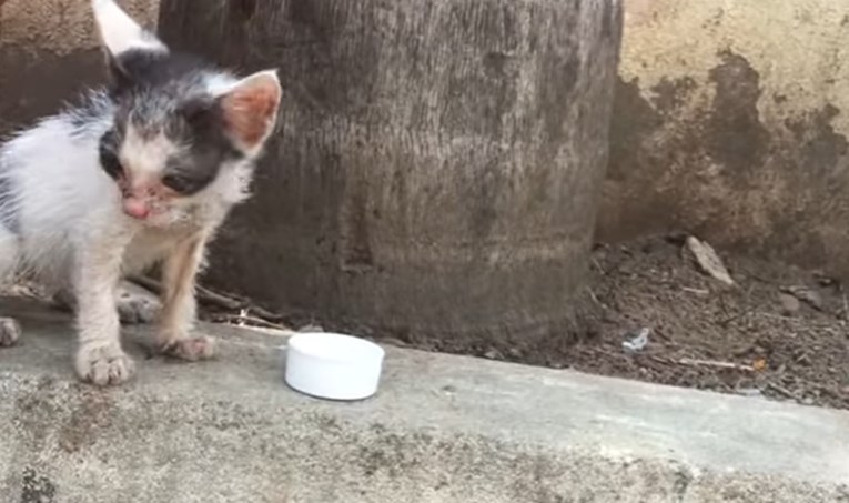 VIDEO Ovaj je čovjek pronašao napuštenu mačku i odlučio joj pružiti ljubav i dom