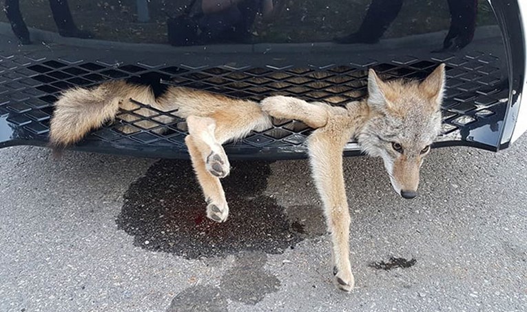 Žena je dvadeset milja vozila auto ne shvaćajući da cijelo vrijeme vozi kojota koji je preživio udarac