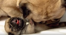 VIDEO Zbunjeni štenci otkrivaju svijet i čude se najobičnijim stvarima