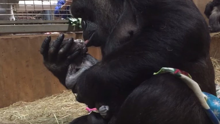 Snimka na kojoj mama gorila ljubi tek rođenu bebu najslađe je što ćete danas vidjeti