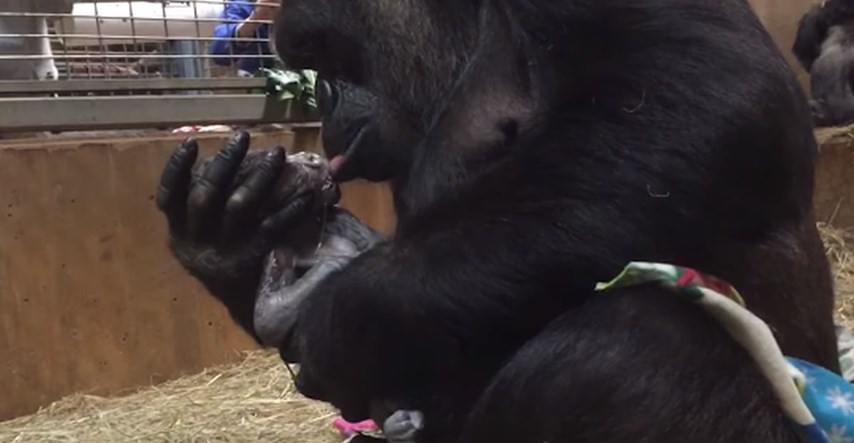 Snimka na kojoj mama gorila ljubi tek rođenu bebu najslađe je što ćete danas vidjeti