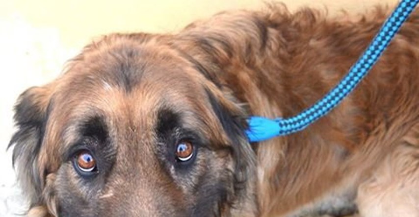Pas koji je osam godina bio na lancu dobio je novu priliku za život