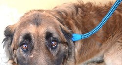 Pas koji je osam godina bio na lancu dobio je novu priliku za život