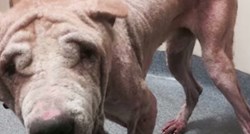 NEVJEROJATNA TRANSFORMACIJA - Pronašli su psa na ulici i spasili ga od sigurne smrti