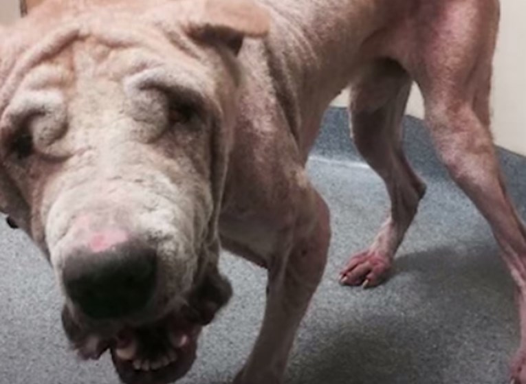 NEVJEROJATNA TRANSFORMACIJA - Pronašli su psa na ulici i spasili ga od sigurne smrti