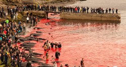 More crveno od krvi: Na Farskim otocima opet kolju kitove i dupine