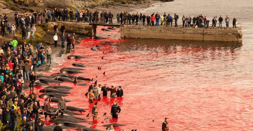More crveno od krvi: Na Farskim otocima opet kolju kitove i dupine