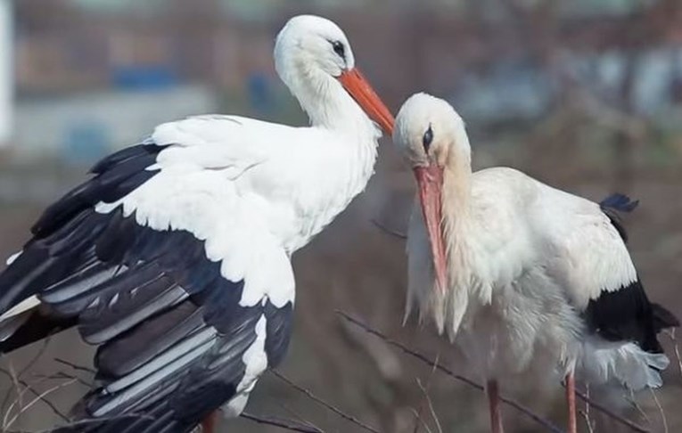 KRAJ LJUBAVNE PRIČE? Klepetan se nije vratio Malenoj: "Vjerojatno je poginuo putem"