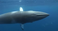 Japanci ubili preko 300 kitova zbog "znanstvenog istraživanja"