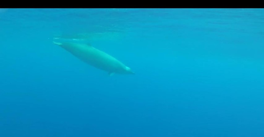 VIDEO Jedan od najrjeđih kitova na svijetu prvi put uhvaćen kamerom